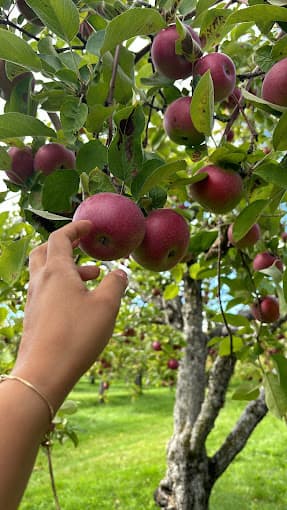 La cueillette, directement sur l'arbre