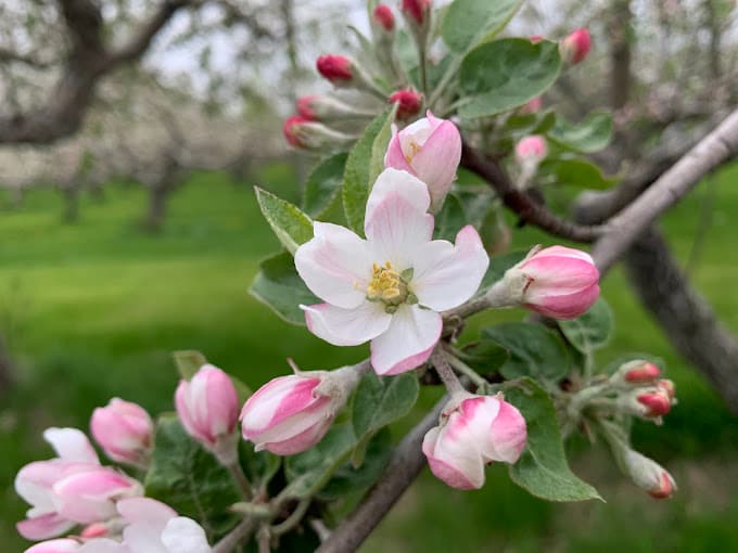 Pommiers en fleurs au printemps