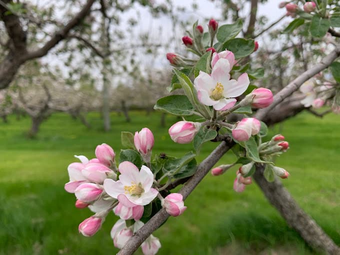 Fleurs de pommier