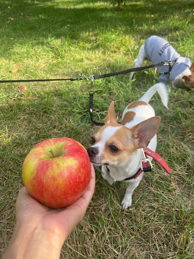Une belle pomme fraîchement cueillie
